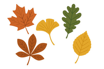 Diverse set of deciduous tree leaves showing fall colors like orange yellow and green
