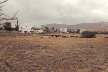 interior goat pasture and farms on Mykonos, Greece
