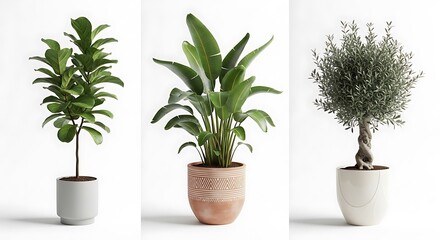 Indoor Plant Collection - Fiddle Leaf Fig, Bird of Paradise, Olive Tree.