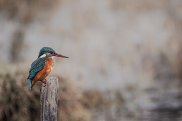 Common kingfisher | Alcedo atthis | Bhartapur National Park