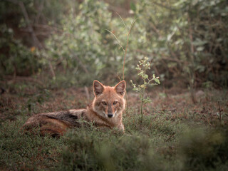Golden Jackal | Canis aureus | A golden jackal sitting| rim llight