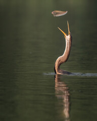 Darter in action | Tossing the fish (catch) | Snake Bird | Iconic Photo from Bharatpur | Bird in Action