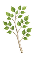 Naklejka premium Artificial birch branch, perfect for adding a natural touch to cottage-style decor.