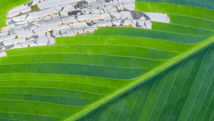 Macro close up of damaged green leaf showing intricate texture and decay. This abstract background of nature illustrates fragile beauty of plant struggle