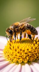 Honeybee Pollinating a Daisy Flower in Close-Up Detail.