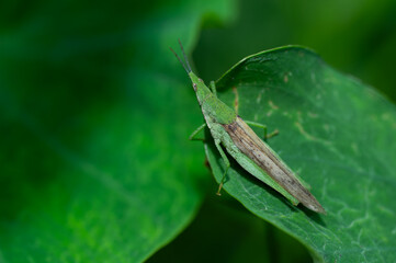 The grasshopper is sitting on a green leaf