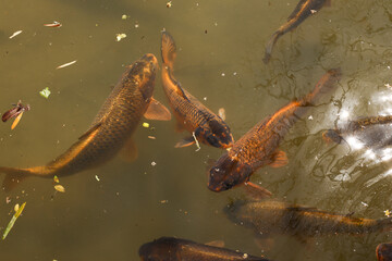 Group of koi fish swimming peacefully in pond water surrounded by floating leaves
