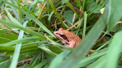 Brown frog standing on soil