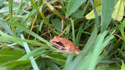 Big brown frog in nature