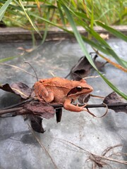 Small frog on autumn foliage