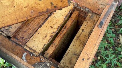 internal filling of the hive