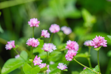 秋の森　ミゾソバのピンク色の花05