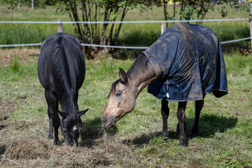 Two horses grazing peacefully in green pasture on sunny day at equine school nature setting