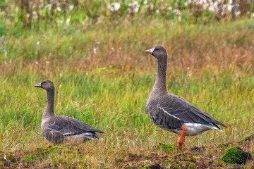 Wild geese are looking for food in the tundra. They are preparing for a flight to the south. For environmental publications, tourist materials and articles about the nature of the North