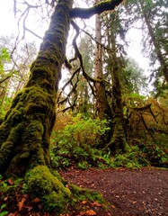 Fototapeta premium A low-angle shot captures moss-covered trees in a lush forest, with a path leading into the verdant depths