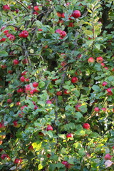 Apple tree full of red ripe apples, orchard harvest scene, natural fruit and agriculture concept