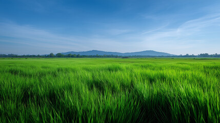 Obraz premium Vast field of green crops under clear blue sky, sunlight warm and peaceful, symbol of abundance before hardship field, crops, nature, sunlight, peace, realism, cinematic, beauty, c