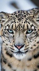 Intense Gaze - A Snow Leopards Piercing Blue Eyes.
