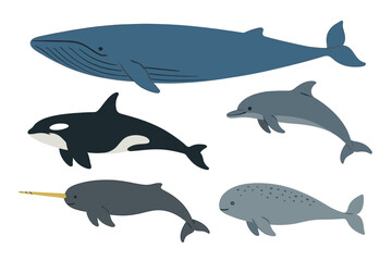 Stylized marine mammals: whale, orca, dolphin, and narwhal collection © icon_art