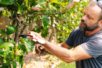 Gardener trimming and shaping lush green bush with pruning shears performing seasonal outdoor garden care, landscaping maintenance, professional horticulture work for healthy plants and environment