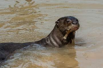 Fototapeta premium Giant river otter ,Pteronura brasiliensis, Endangered specie,Cuiabá River,Pantanal, Mato Grosso, Brazil