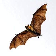 Bat in flight against white sky