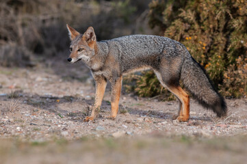 Fototapeta premium South American gray fox, Lycalopex griseus, Peninsula Valdes, Chubut Province, Patagonia, Argentina.