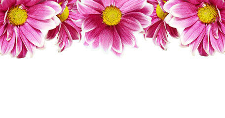 Fototapeta premium Pink chrysanthemum flowers in a border arrangement isolated on white or transparent background