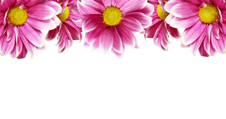 Pink chrysanthemum flowers in a border arrangement isolated on white or transparent background