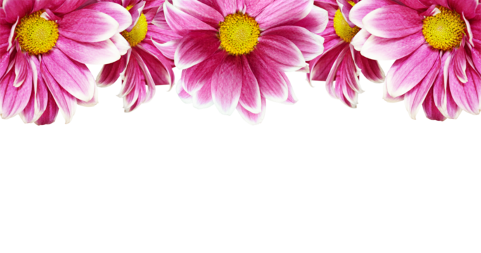 Pink chrysanthemum flowers in a border arrangement isolated on white or transparent background