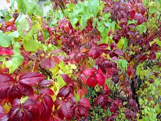 Red autumn leaves are nature's true artwork. Their rich color symbolizes the fullness of fall and the quiet shift toward winter. 