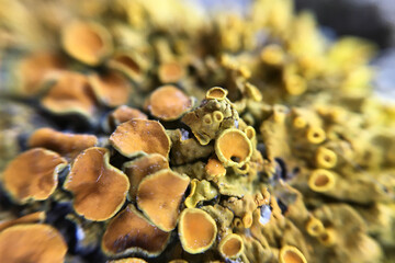 Macro shot of lichen growing on a tree bark