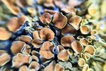 Macro shot of lichen growing on a tree bark