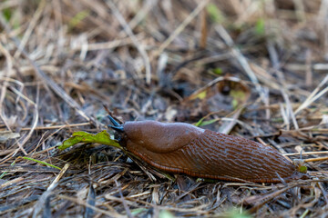 Spanische Wegschnecke