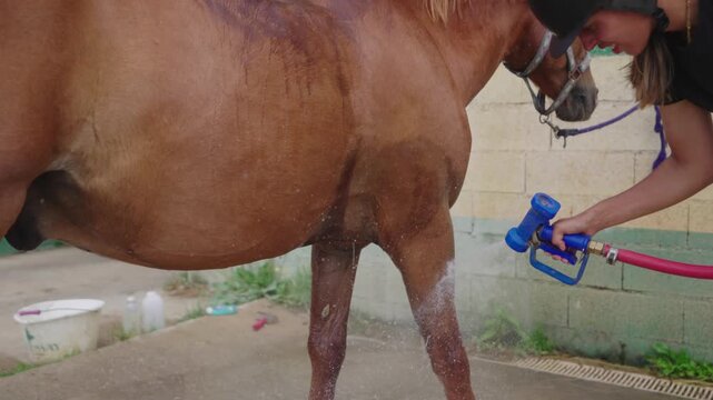 Grooming a Horse with Water Spray Hose