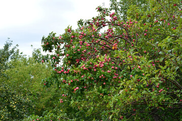 Bountiful Apple Harvest on a Cloudy Day