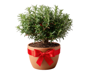 Festive decorated rosemary tree in pot with red ribbon bow, cheerful holiday herb plant. natural Christmas decoration gift, isolated on transparent background
