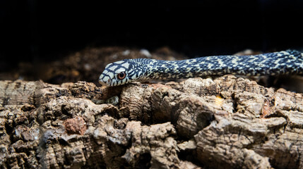 Zoological portrait, close-up of the snake's head with a white muzzle and expressive eyes
