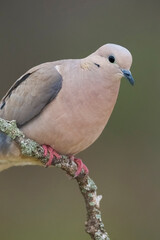 Eared Dove, Zenaida auriculata , Calden forest, La Pampa Province, Patagonia,, Argentina.