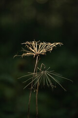 打ち上げ花火の様相を呈していた、枯れたセリ科の花