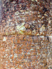 Texture pattern wood brown base background tree nature landscape beauty life fungi dirt spots eye knot old close-up image photo painting details