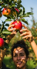 Woman Harvesting Ripe Apples in Orchard on Sunny Day.