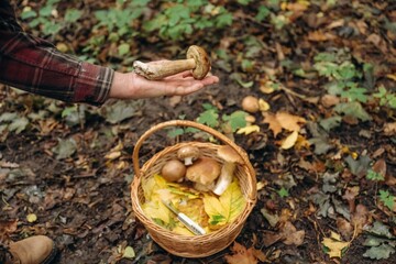 Brown colored one is in hand. Close up view of man that is doing mushroom picking in the forest