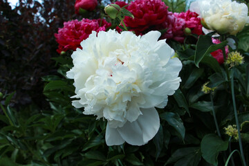 white chrysanthemum flower