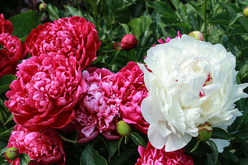 pink and white tulips