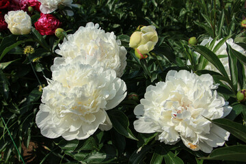 bouquet of white roses