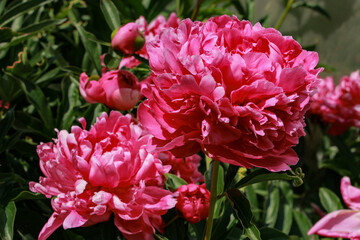 pink and white tulips