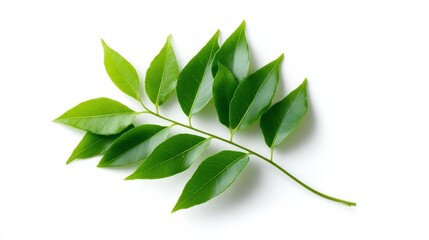 Obraz premium A fresh green branch with multiple leaves, showcasing vibrant foliage against a clean, white background.