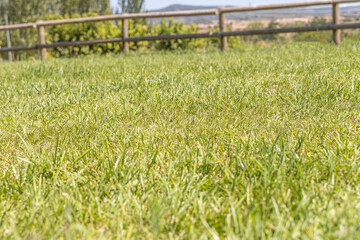 Summer landscape with a green lawn and a wooden fence in foreground