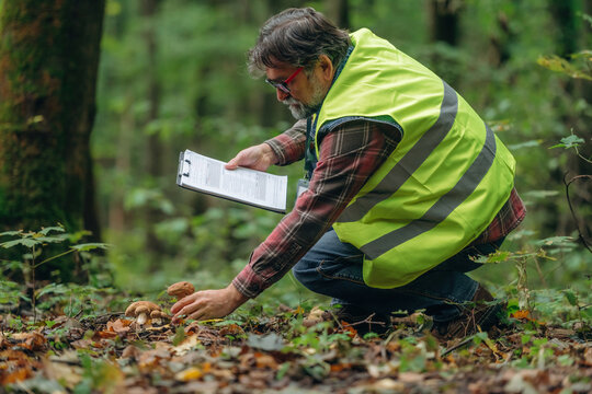 Safe to eat or not, checking, with notepad. Senior forest ecologist is working in the woods. In the uniform
